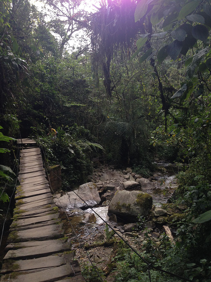 Cocora Hike, suspended bridge