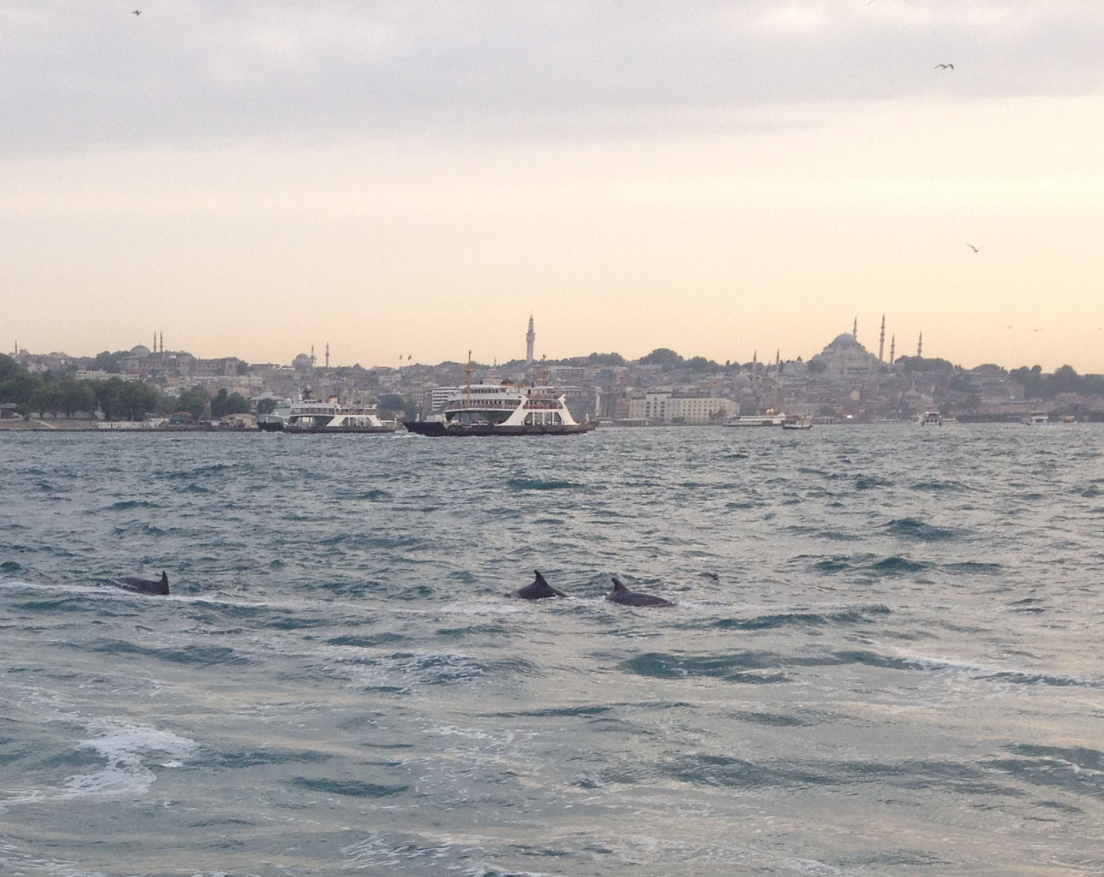 Istanbul, Turquie, Dauphins dans le Bosphore